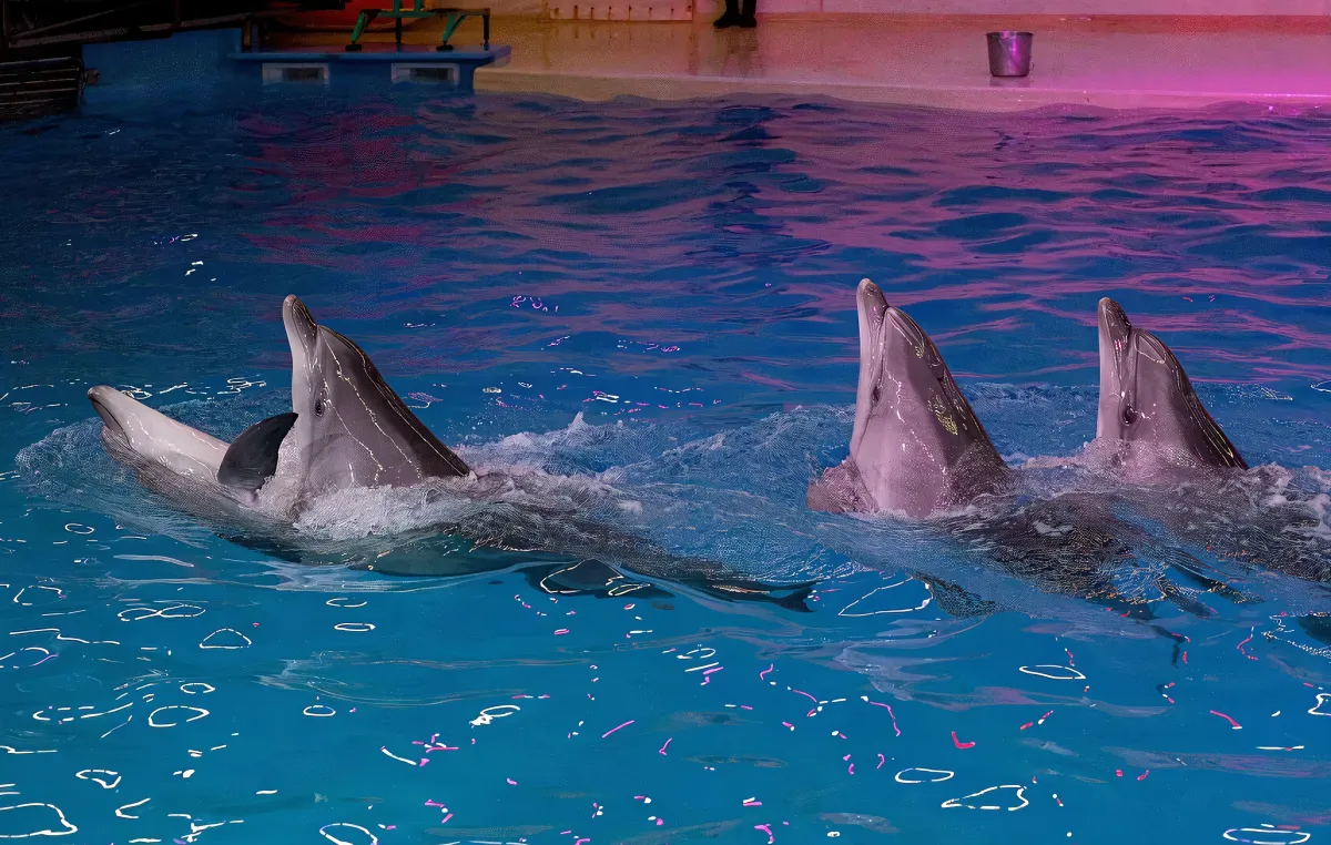 Билеты на шоу дельфинов в Нижнем Новгороде 19 Дек 2025