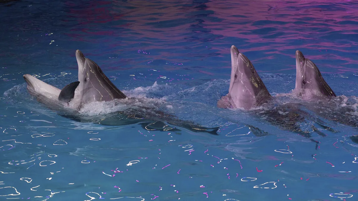 Билеты на шоу Эхо будущего 19 Дек 2025 Нижний Новгород