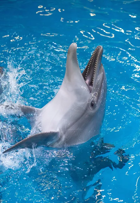 Билеты на шоу «Новогодний континент» 03 янв 2026