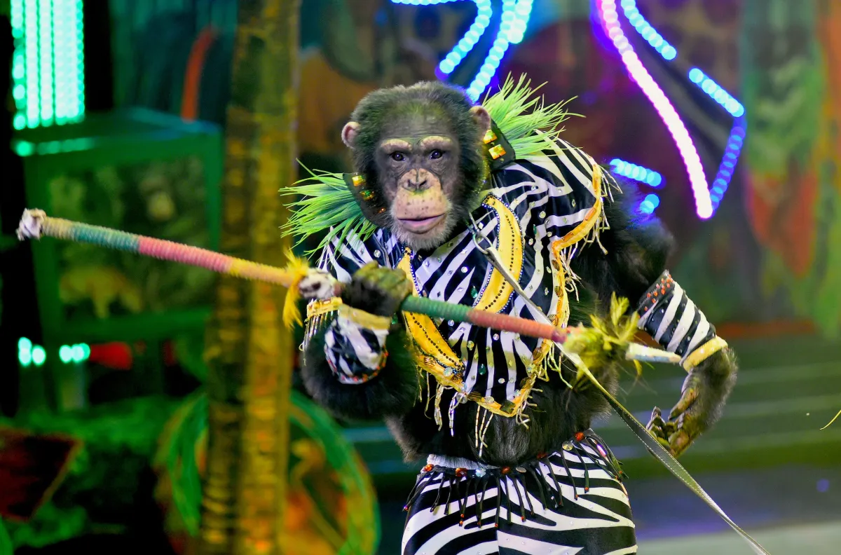 Билеты на Жар-птица (Цирк) в Туле 26 Дек 2025