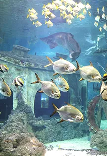 Билеты в Воронежский океанариум 22 Дек 2025