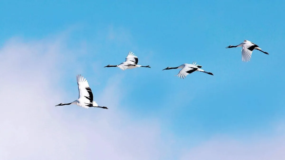 Билеты на «Глядя в небеса...» Псков 23 фев 2026