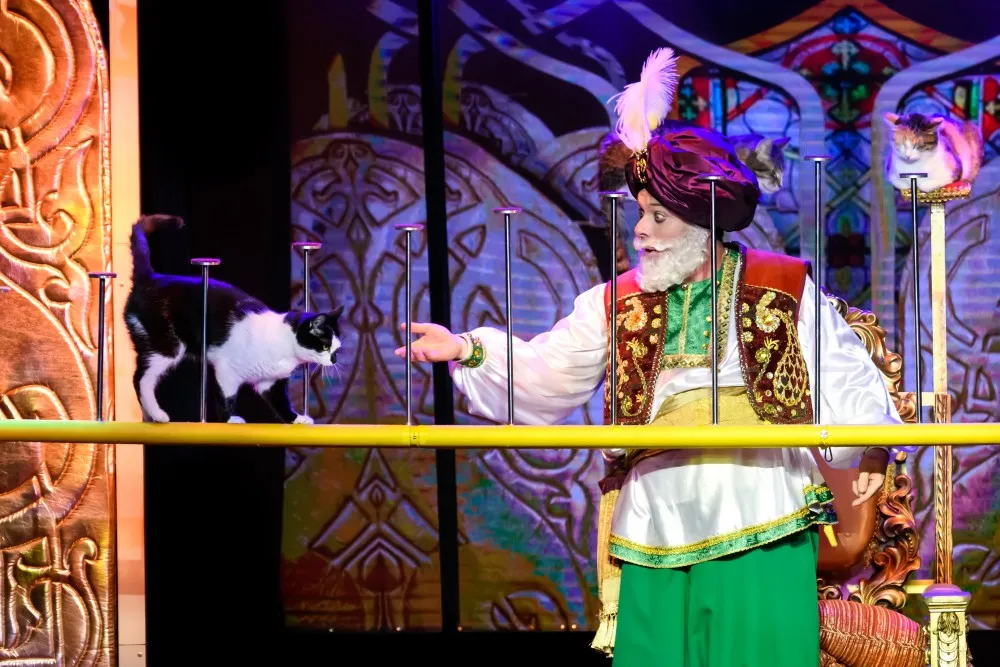 Билеты на "Волшебные кошки" в Челябинске 06 янв 2026