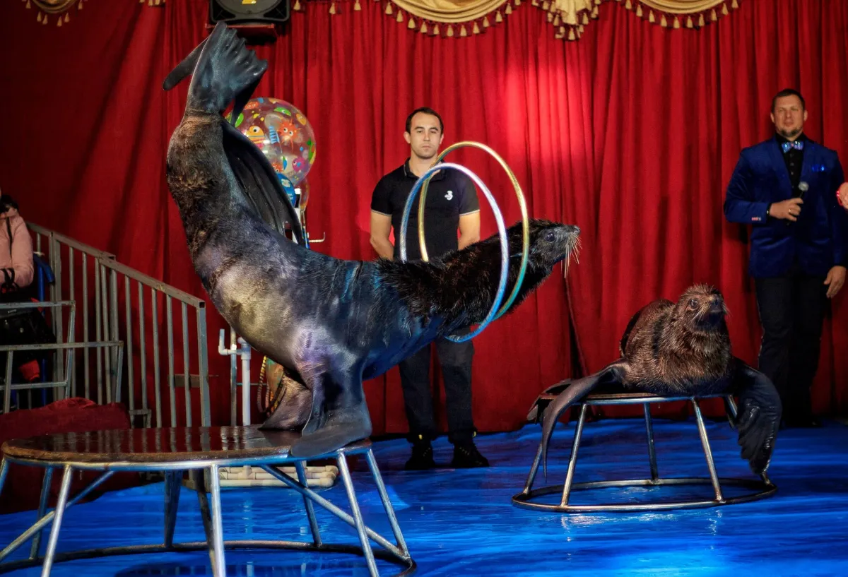 Билеты на цирк Белиссимо 27 Дек 2025 Ростов-на-Дону