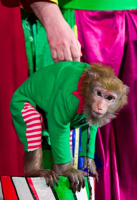 Билеты на Пушистый цирк 11 Янв 2026 Москва