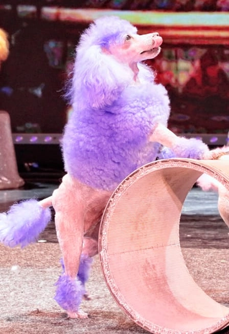 Билеты: шоу «Звери» 08 янв 2026, Москва