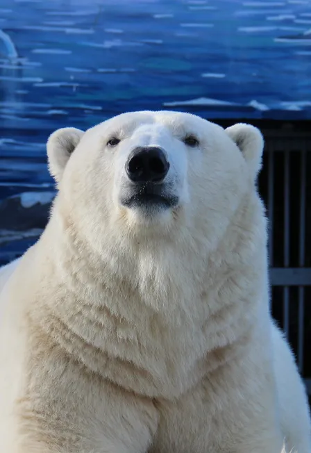 Билеты в Пермский зоопарк 23 дек 2025