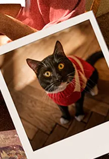 Билеты на "Кот тут главный" 7 янв 2026, СПб