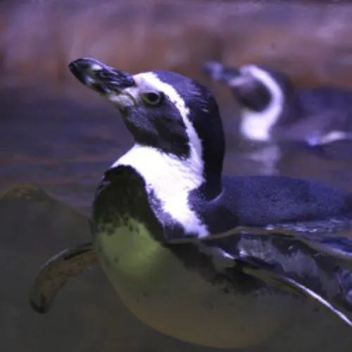 Билеты на Пингвинарий в Сочи 28 ноя 2025