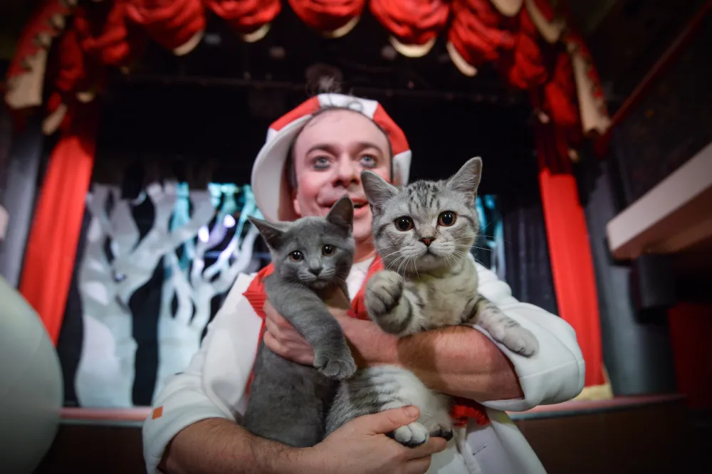 «Кото Бум» в Муроме 22 ноя 2025 — билеты на спектакль