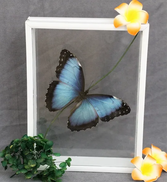 Билеты на Выставку бабочек в Барнауле 30 Дек 2025