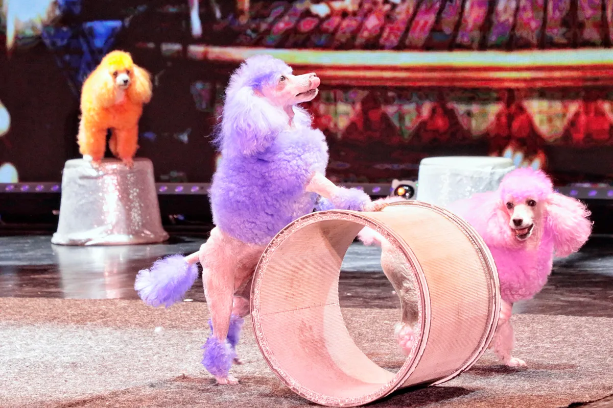 Билеты на Шоу зверей в Театре иллюзии 20 Дек 2025