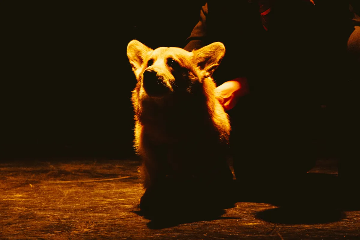 Билеты на Верь своей собаке 11 дек 2025 Москва