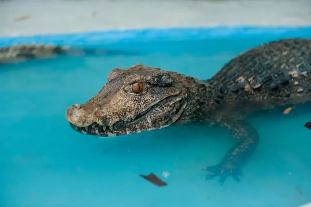 Билеты на Крокодиловую ферму и Тропикариум, 30 Дек 2025