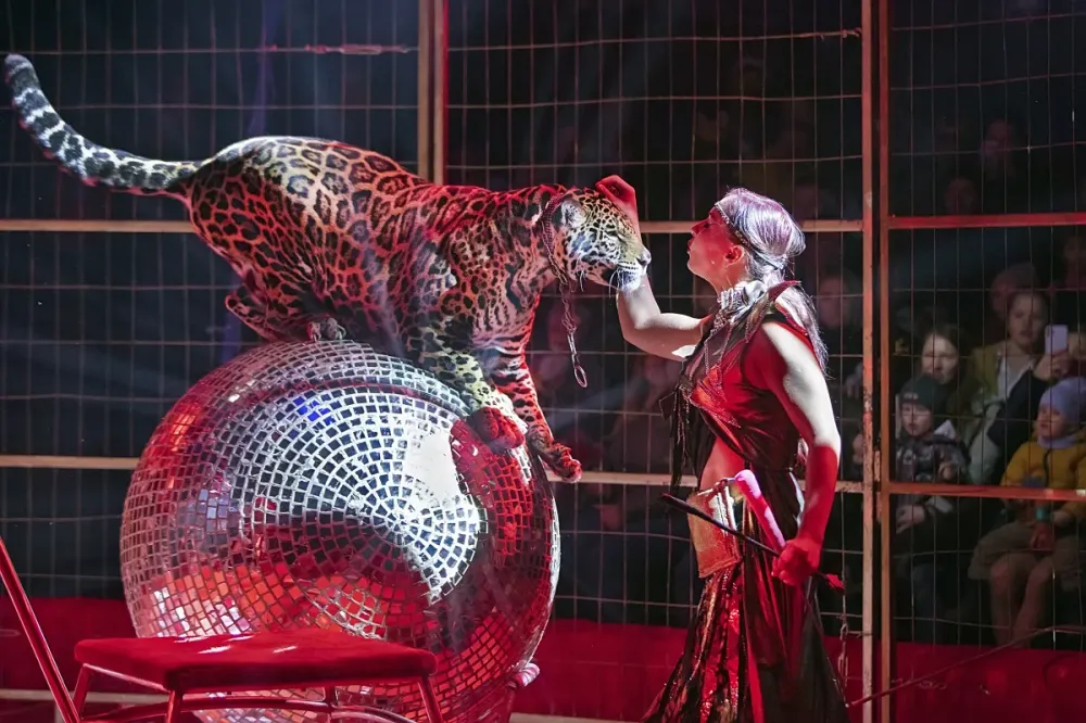 Билеты на Новогоднюю ёлку в Цирке Автово 30 дек 2025