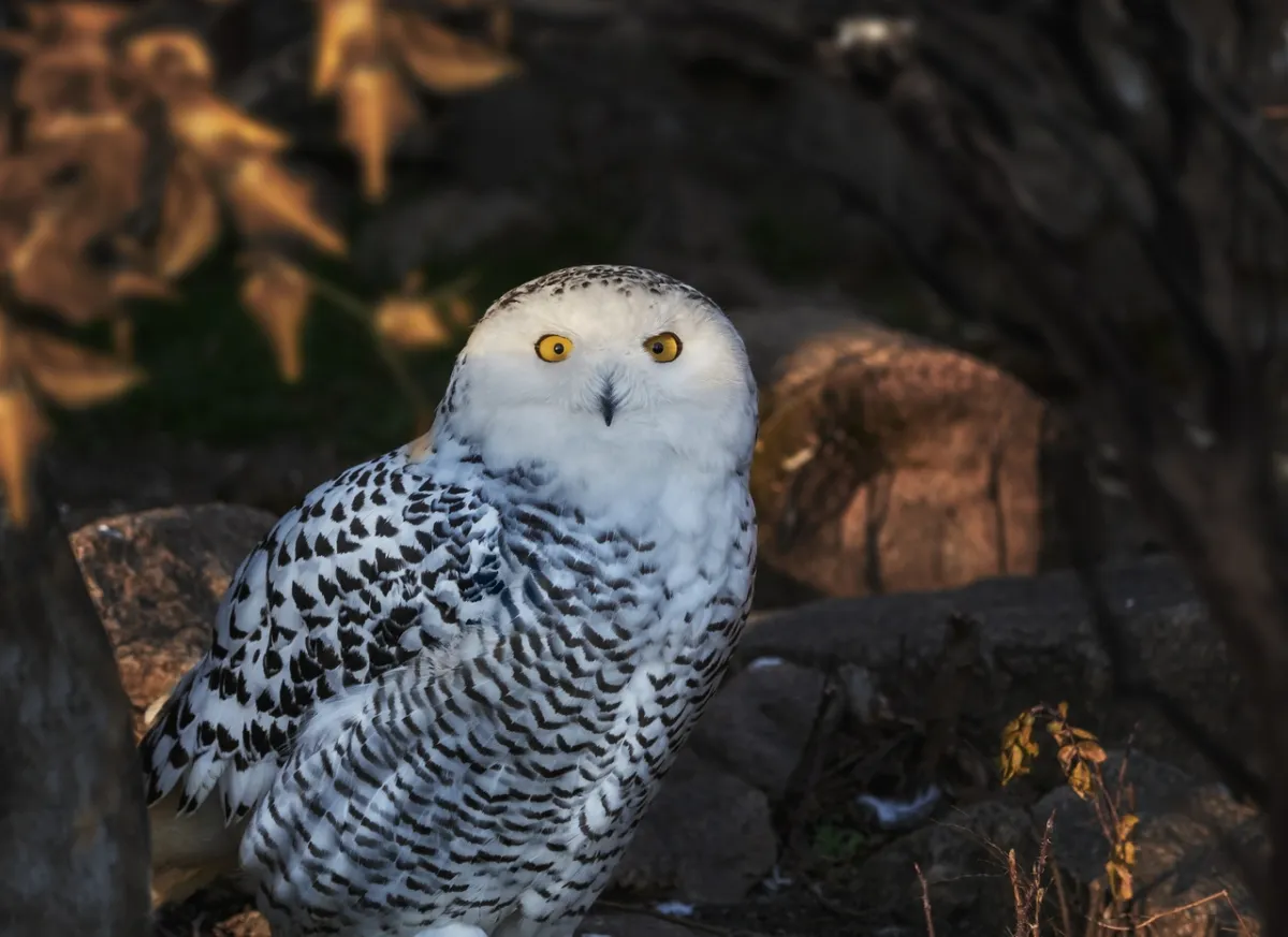 Билеты на Экспозицию животных зоопарка в Челябинске 29 Ноя 2026