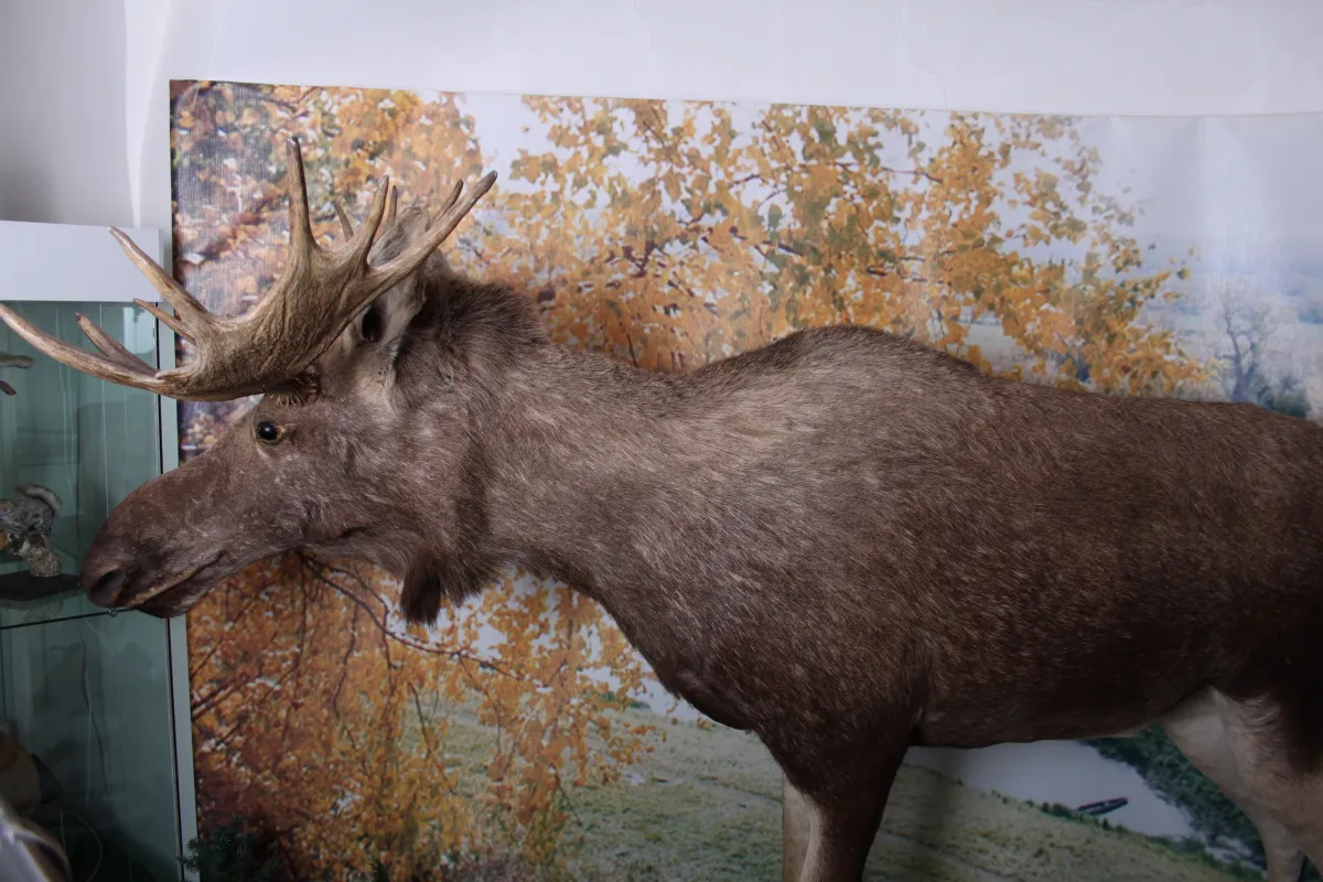 Билеты: Животный мир Томской области 08 ...