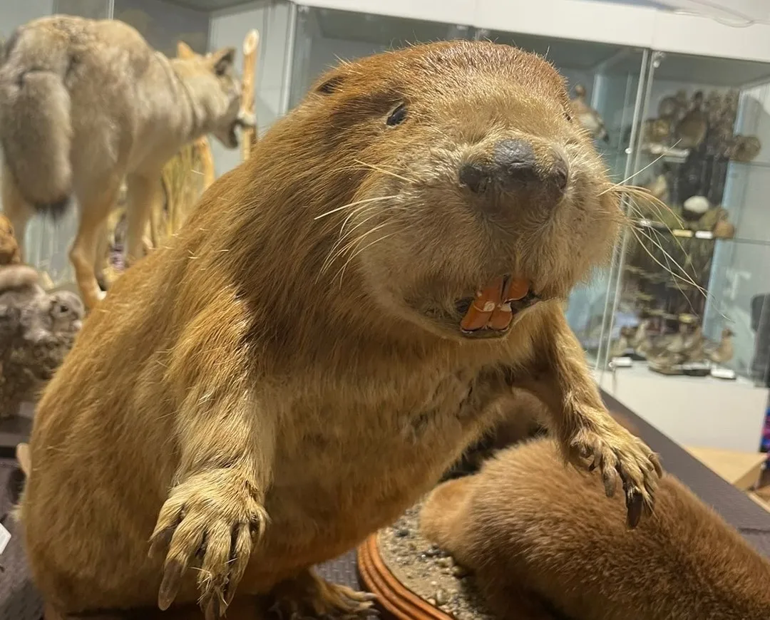 Билеты на экскурсию в музей Шатилова (Томск) 20 Дек 2025