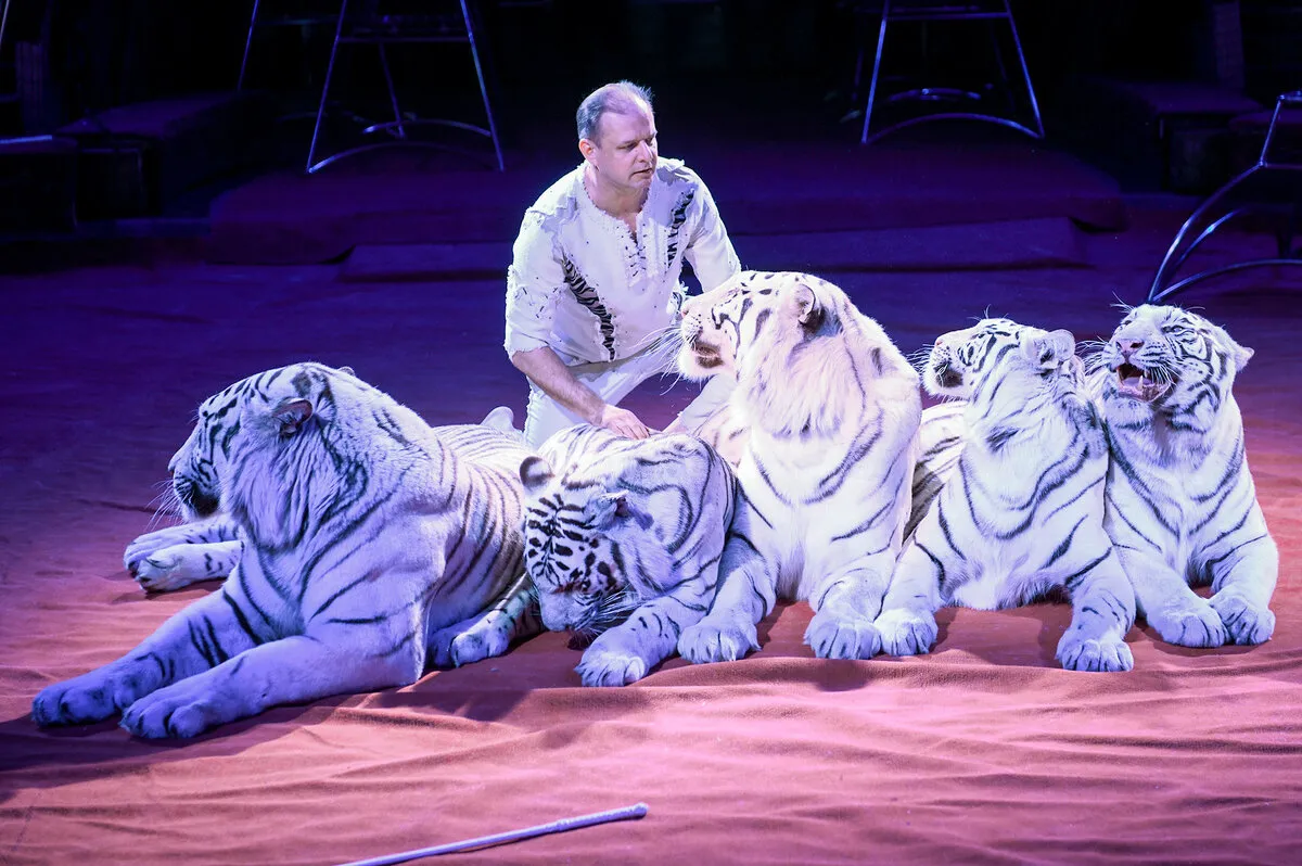 Билеты на Цирк Виват "Белые тигры", Калуга 20 дек 2025