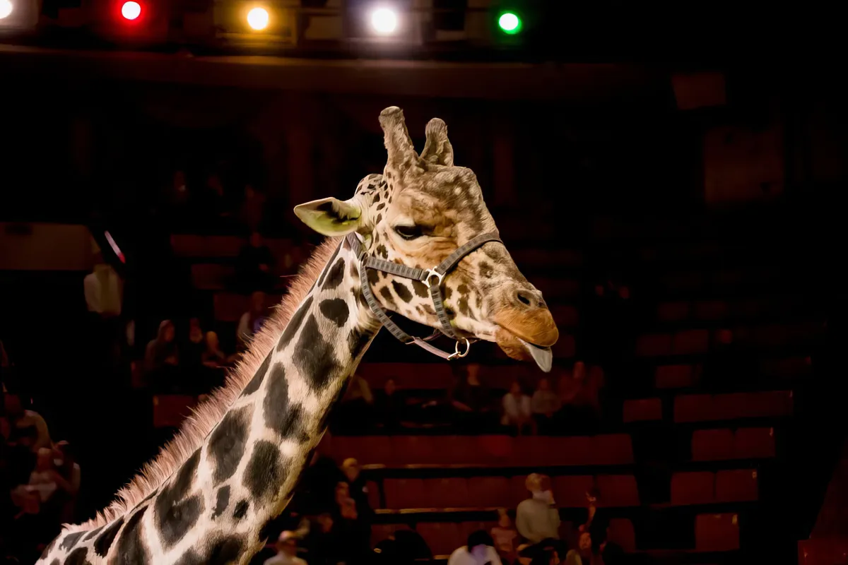 Билеты на Жираф Шоу: 19 Дек 2025, Кострома