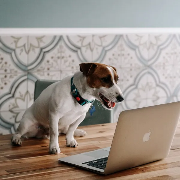 Сериал «Жека Рассел»: трейлер и дата пре...