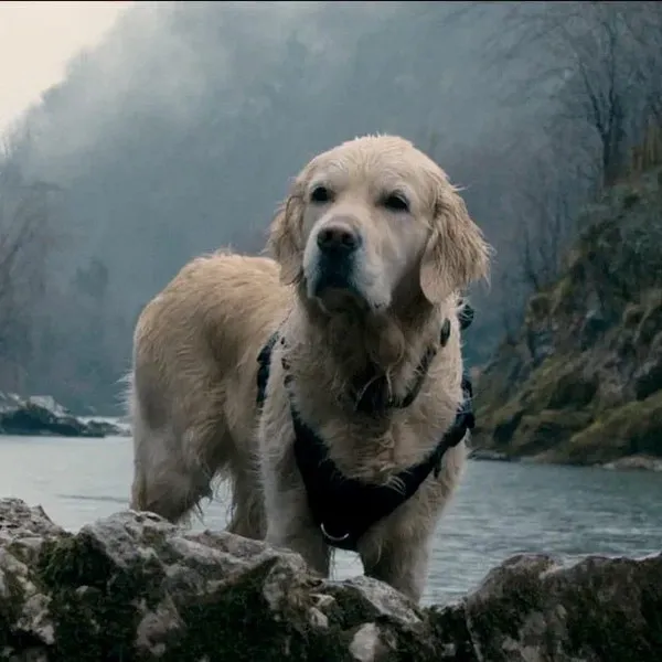 Сериал «Эльбрус»: приключения, спасатели и верный ...